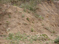 Little green beeeater